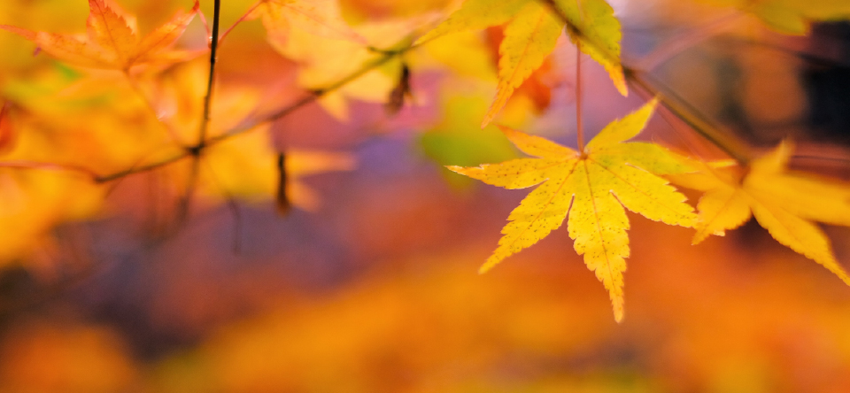紅葉
