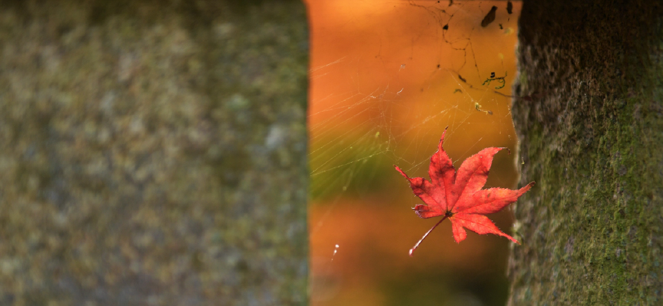 紅葉