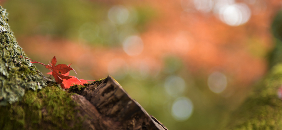 紅葉
