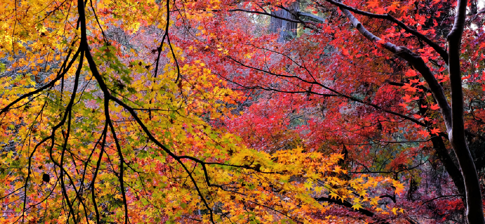 紅葉
