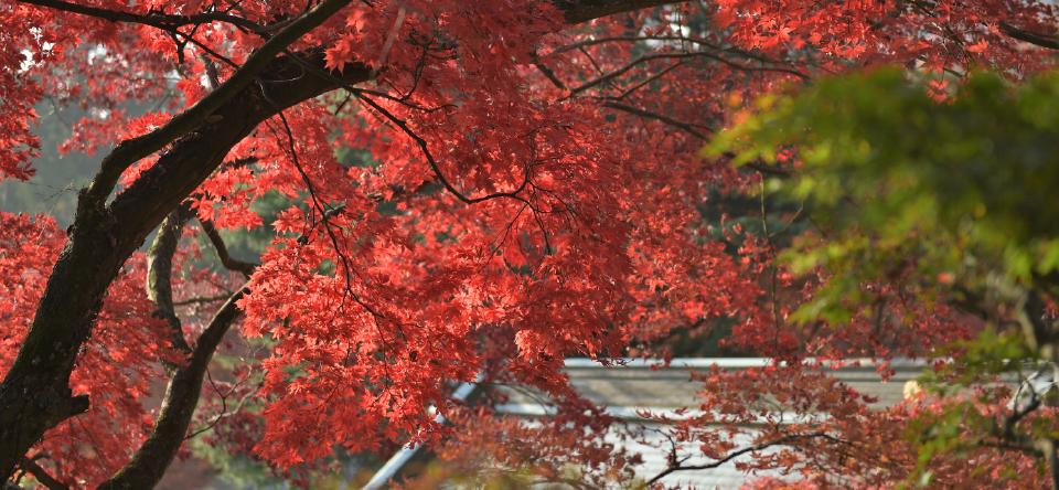 紅葉