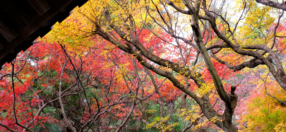 紅葉