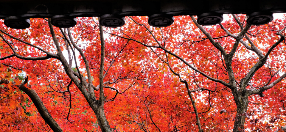 紅葉