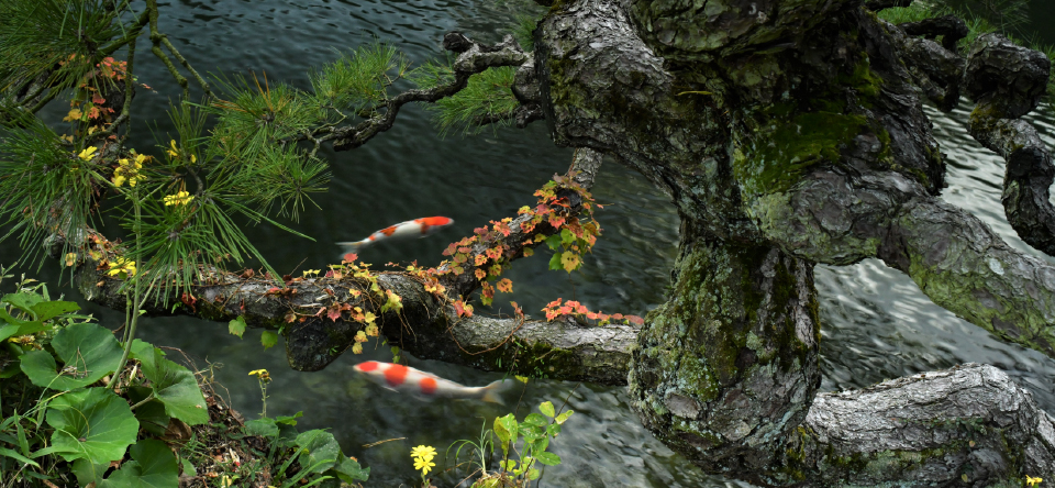 池の鯉