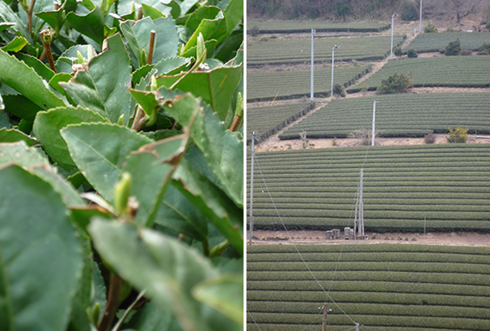 日本茶を愉しむ会（2017年3月）高瀬の茶畑
