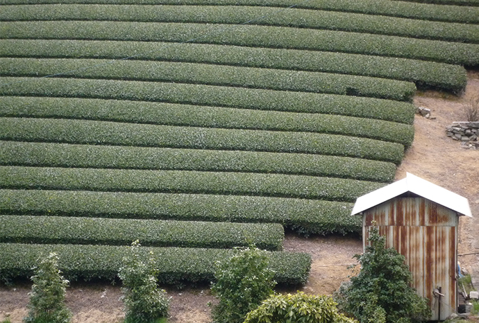 日本茶を愉しむ会(2017年3月)高瀬茶試飲の様子
