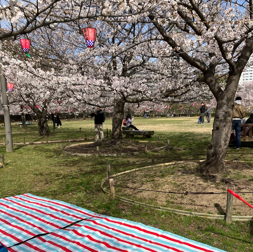 日本茶を愉しむ会（2025年3月）春の宴玉藻公園でお花見
