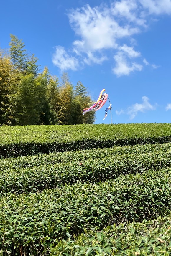 日本茶を愉しむ会（2025年5月）